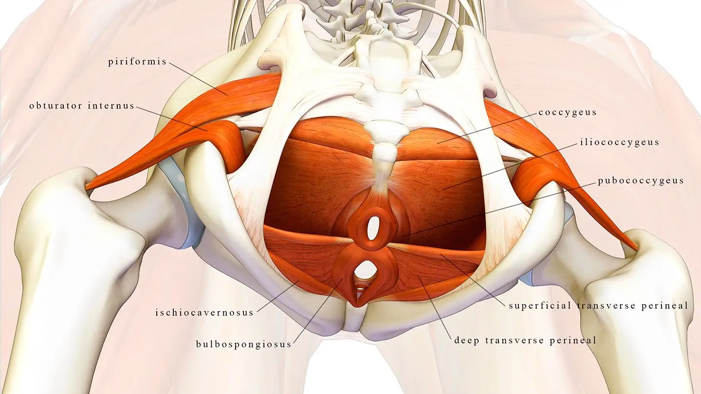 Pelvic Floor Physiotherapy