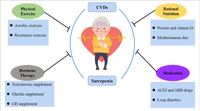 Sarcopenia (Muscle Loss)