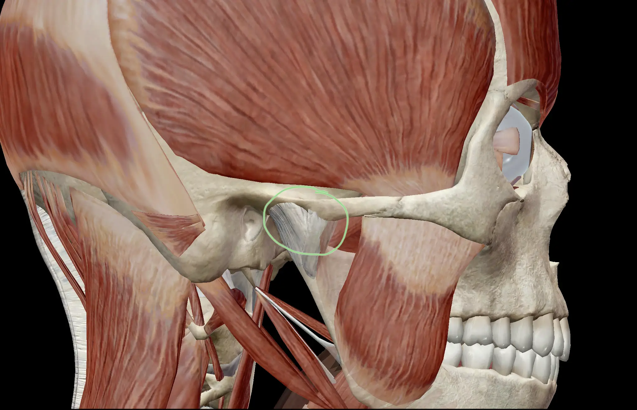 Temporomandibular Joint Tmj Musculoskeletal Skull